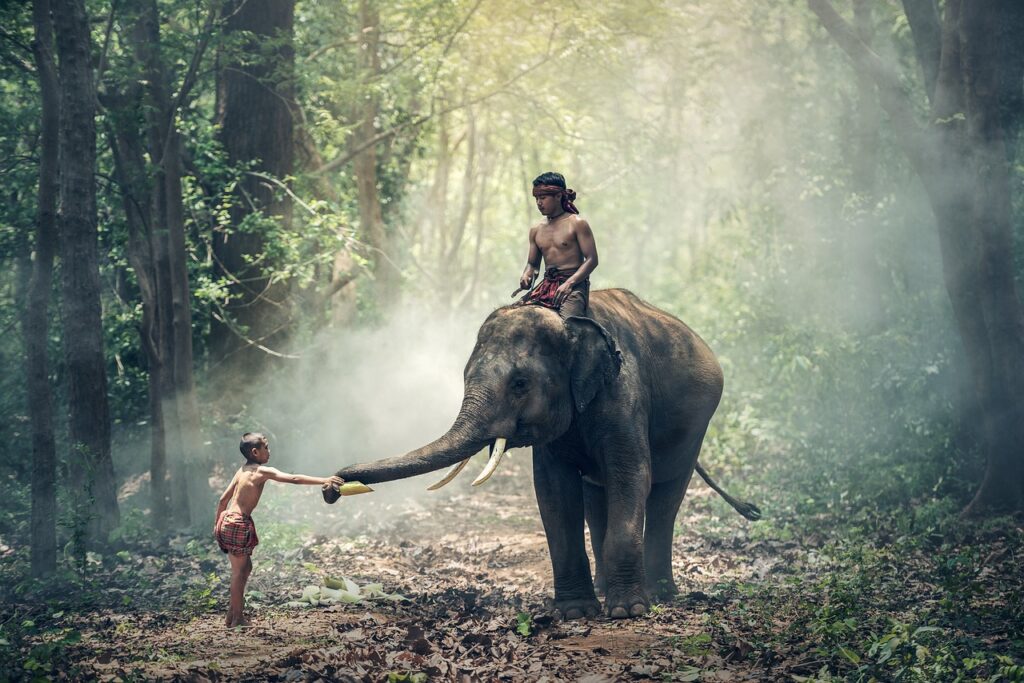elephant, nature